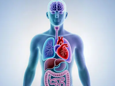 graphic showing the inside organs of the human body