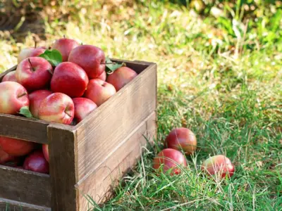 wooden box of apples on grass