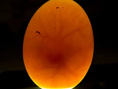 closeup of egg lit from below to show development