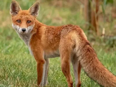 fox looking at camera
