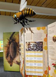 large model of a bee floating over exhibit panels