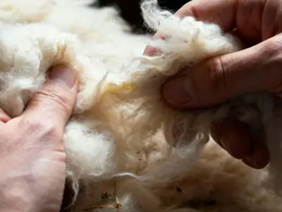 hands pulling wool apart